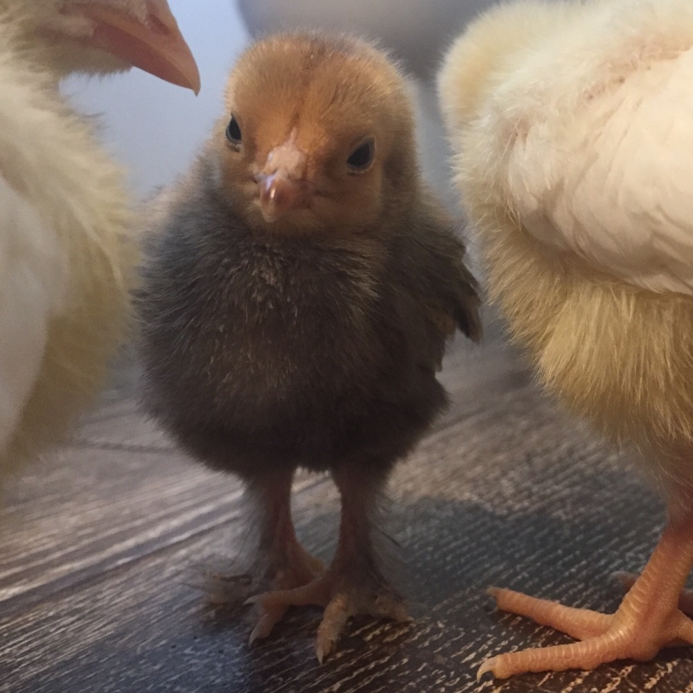 Meet your Posher, Aubrie